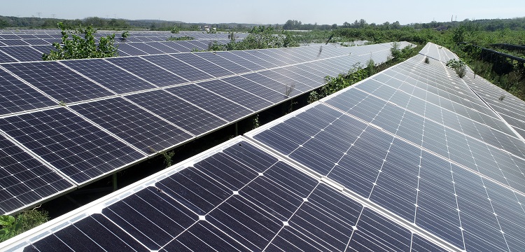 DOCA誘導主動脈瘤小鼠模型