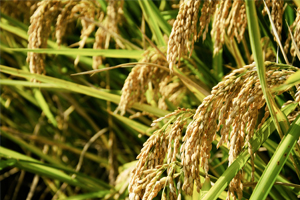 質(zhì)量檢測報(bào)告